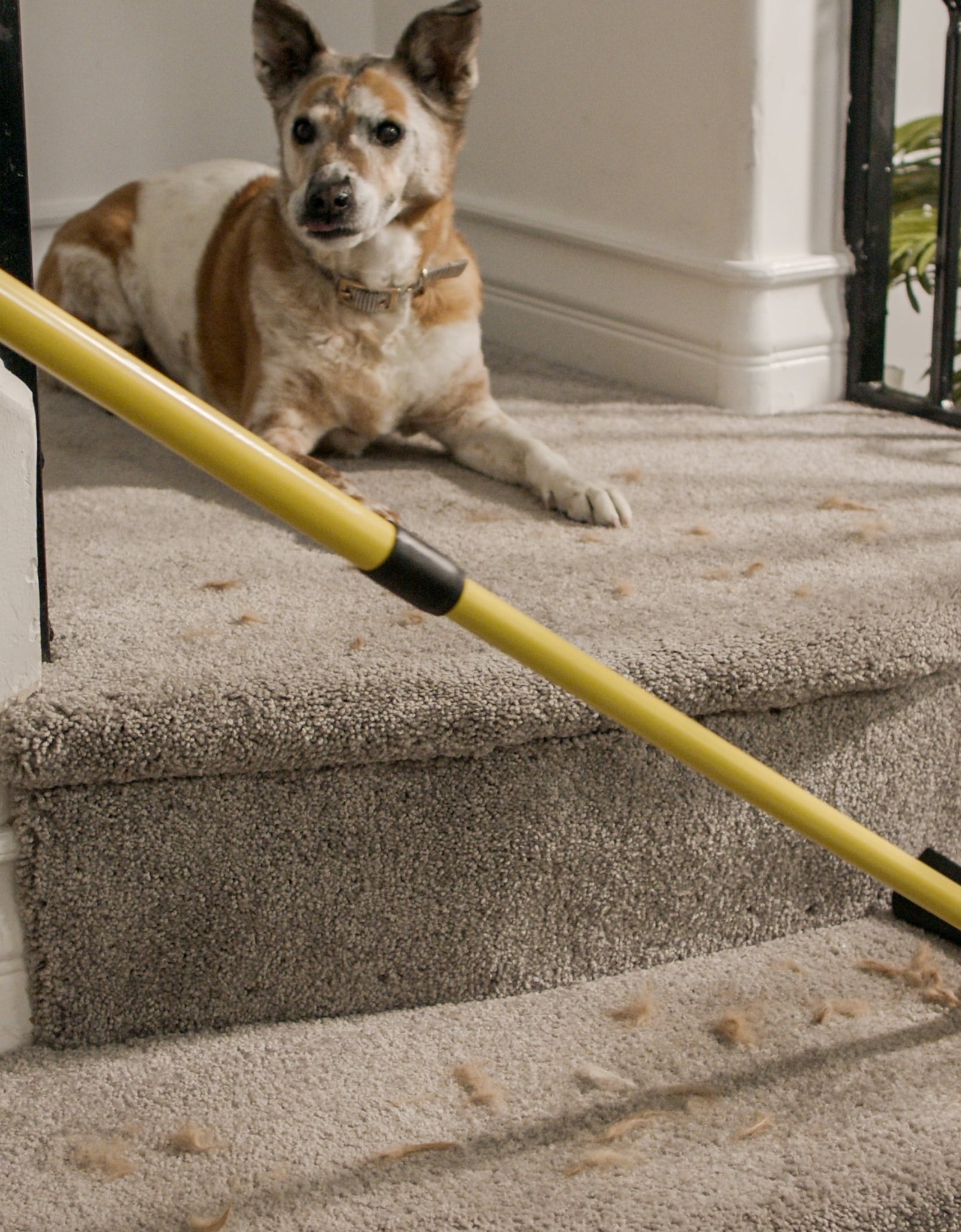 Broom Pet Hair Remover